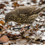 Grive musicienne attrapant un ver